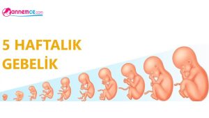 Gebeliğin 5. Haftası Belirtiler Nelerdir?