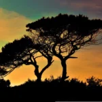 Doğa ve Yaşamın Geleceği – Yeni Nesil İçin 5 Adımda Çözüm Rehberi