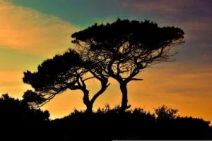 Doğa ve Yaşamın Geleceği – Yeni Nesil İçin 5 Adımda Çözüm Rehberi